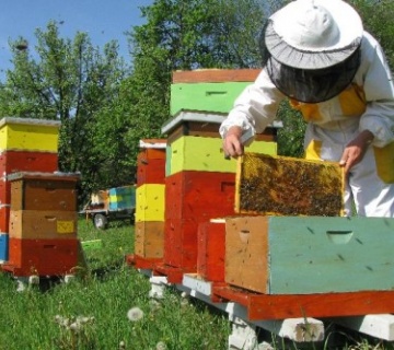 Razvoj pčelarstva kroz korišćenje subvencija